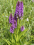 Thumbnail for Dactylorhiza majalis subsp. praetermissa