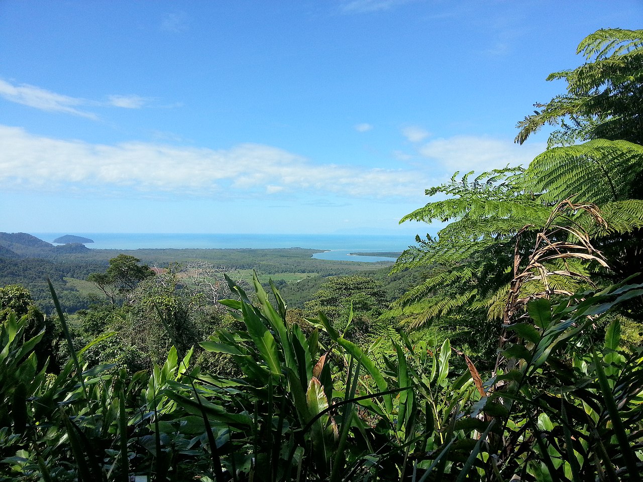 guia viaje australia - daintree