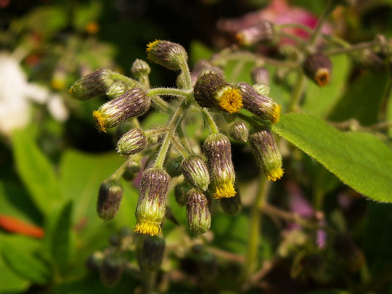 Filedandelion Flower Buds Wikimedia Commons