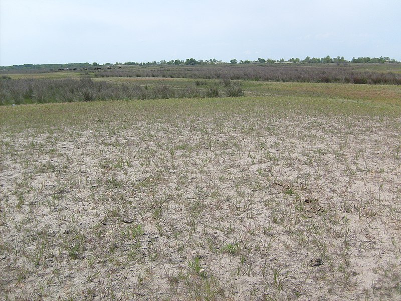 File:Danube-Delta-Caraorman2008l.jpg