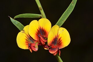 <i>Daviesia angulata</i> Species of flowering plant