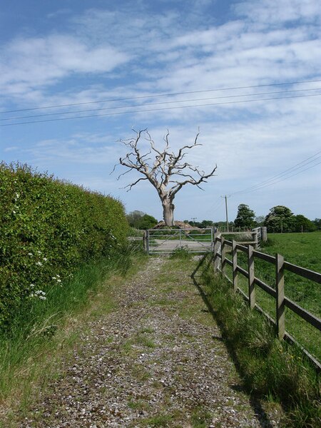 File:Dead Ash near Pakyns Farmhouse - geograph.org.uk - 1298651.jpg