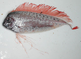 Ribbonfish Family of fishes