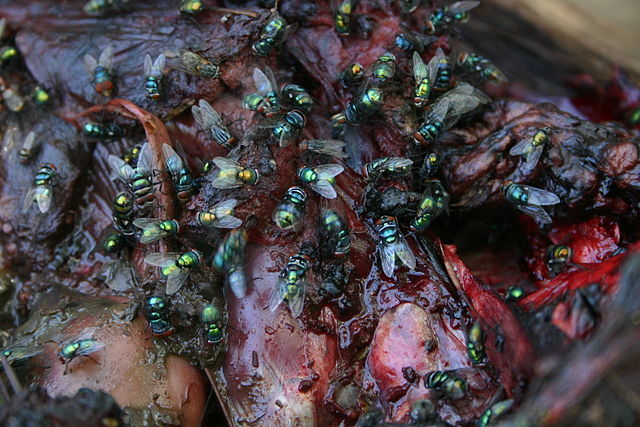 Blowflies on a corpse