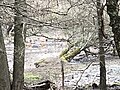 Thumbnail for File:Deer in the lake - geograph.org.uk - 6055231.jpg