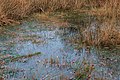 Catspoele Natuurgebied van It Fryske Gea. Zompige oever van Catspoele.