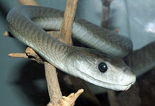 The black mamba is a species of extremely venomous snake, a member of the family Elapidae native to parts of sub-Saharan Africa. First formally described by Albert Günther in 1864, it is the second-longest venomous snake after the king cobra; mature specimens generally exceed 2 m and commonly grow to 3 m. Specimens of 4.3 to 4.5 m have been reported. Its skin colour varies from grey to dark brown. Juvenile black mambas tend to be paler than adults and darken with age.