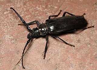 <i>Derobrachus hovorei</i> Species of beetle