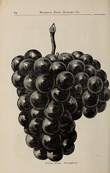 File:Descriptive catalogue of fruit and ornamental trees, shrubs, vines and plants (1898) (20383205310).jpg