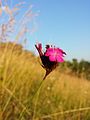 Inflorescence