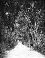 File:Die Gartenlaube (1899) b 0609.jpg Bambusallee im Versuchsgarten zu Algier Nach einer Photographie von A. Leroux in Algier