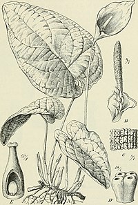 C. volkensii, ilustracija