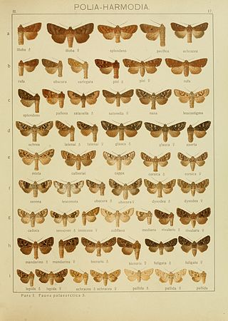 <i>Lasionycta calberlai</i> Species of moth