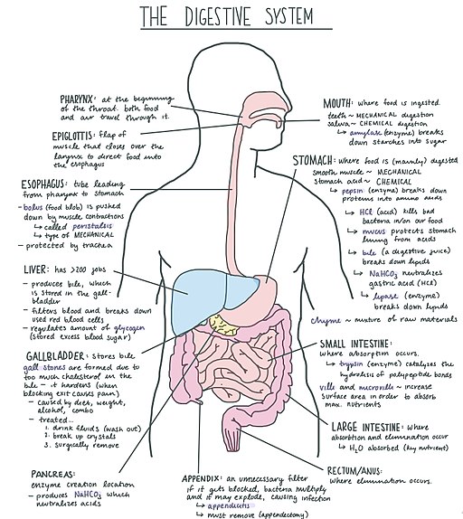 Digestive System Diagram