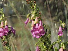 Description de l'image Digitalis-thapsi-20120526-1.jpg.