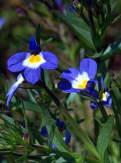 <i>Downingia yina</i> Species of flowering plant