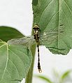 ♂ Onychogomphus sp.