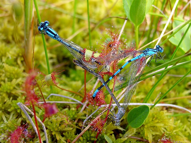 Росянка английская (Drosera anglica) поймала в ловушку трёх голубых стрелок (Enallagma cyathigerum)