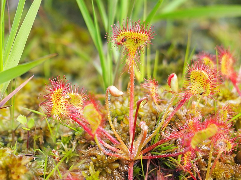 File:Drosera rotundifolia Rosiczka okrągłolistna 2022-06-21 13.jpg