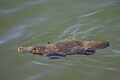 * Nomination Duck-billed platypus (Ornithorhynchus anatinus) --Charlesjsharp 11:57, 10 January 2024 (UTC) * Promotion Solid quality --PantheraLeo1359531 14:46, 10 January 2024 (UTC)