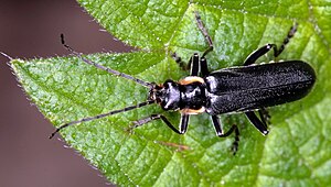Dark fly beetle 4042.JPG