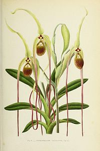 plate 10 Cypripedium caudatum Phragmipedium caudatum