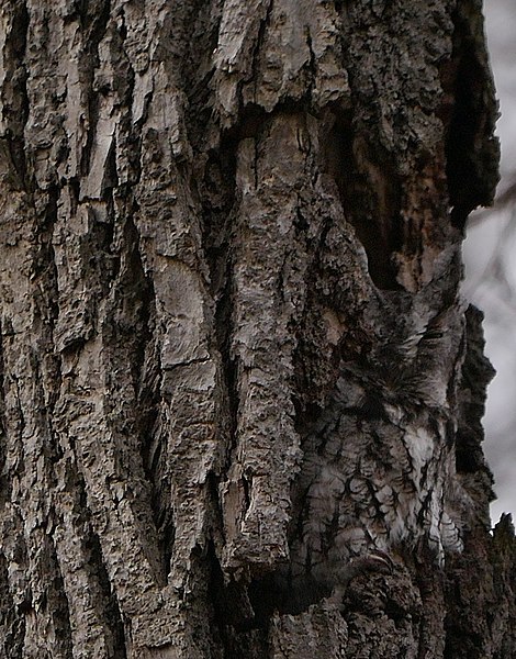 File:Eastern Screech Owl (31694260123).jpg