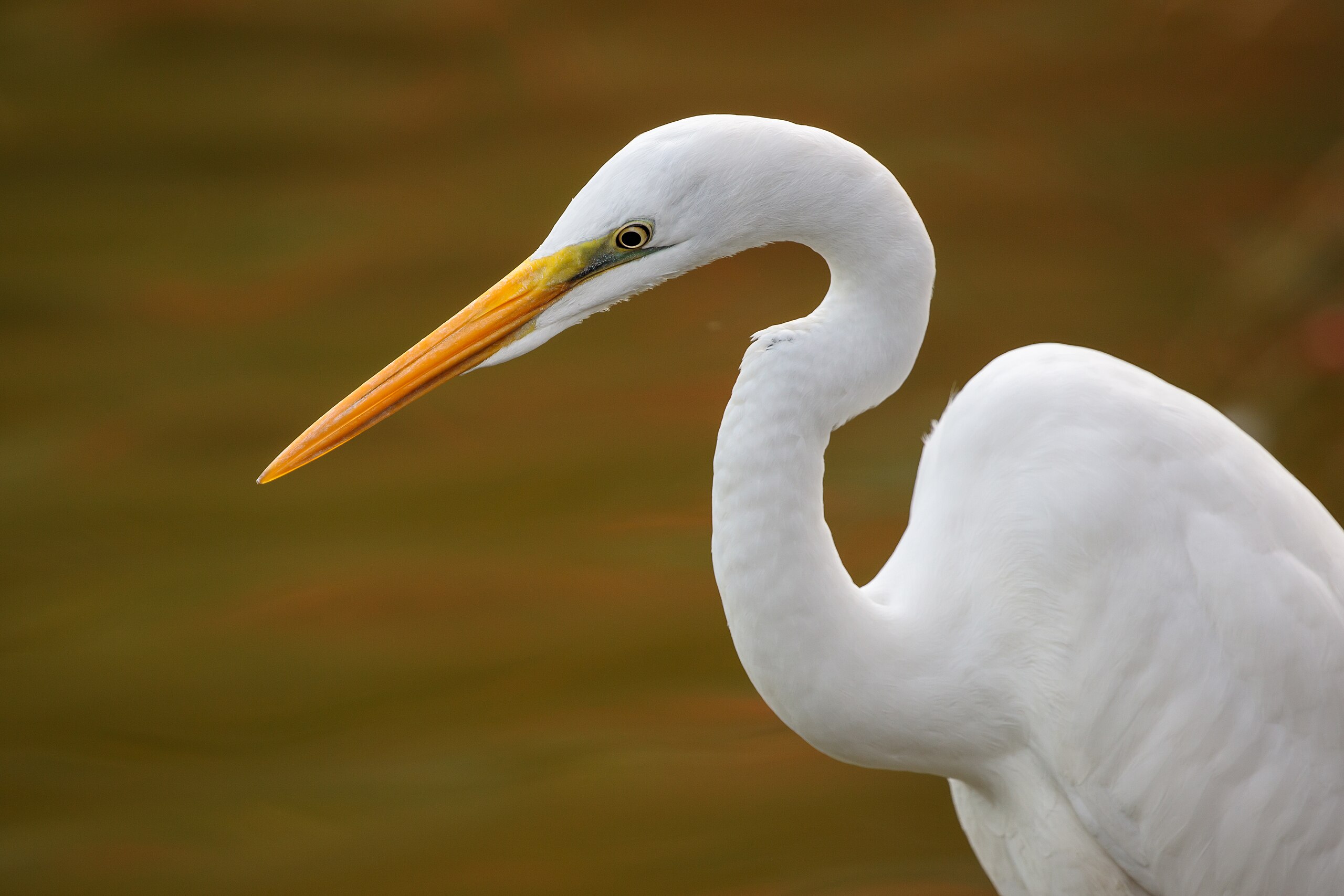 File:Eastern great egret (Close-up of the head area) at Tennōji