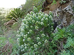 Echium decaisnei - habit.jpg