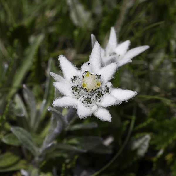 File:Edelweiss Elsighorn.jpg