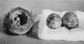 Svart-hvitt fotografi av et fuglerede og to egg samlet av Henry David Thoreau og donert til Boston Museum of Natural History av forfatteren.  De to eggene legges på en seng av bomull.