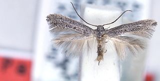 <i>Elachista crenatella</i> Species of moth