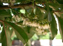 Elaeocarpus joga - Wikipedia