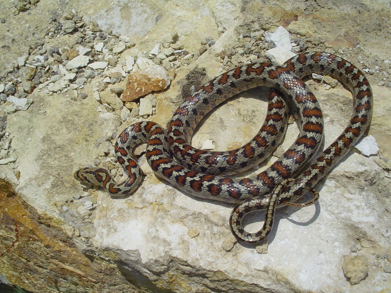 Змеи на кипре название и фото