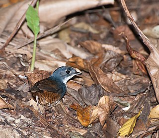 <i>Eleoscytalopus</i> Genus of birds