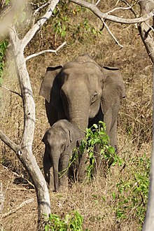 Elephant Female and Calf Mudumalai Mar21 DSC01384.jpg