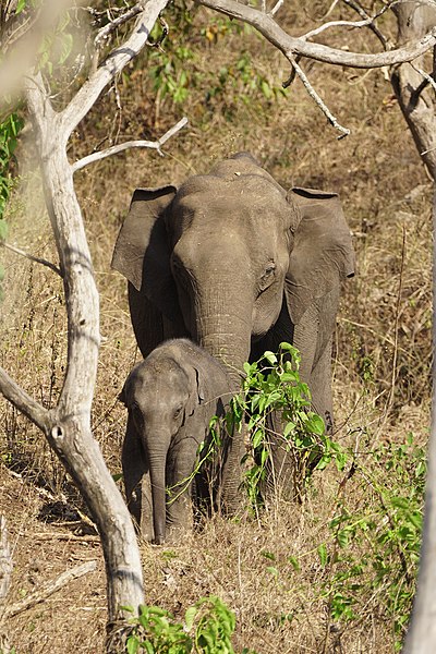 File:Elephant Female and Calf Mudumalai Mar21 DSC01384.jpg