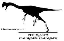 Elmisaurus rarus.jpg