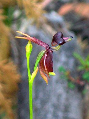 Beskrivelse av bildet av Elvina Track Flying Duck Orchid.jpg.