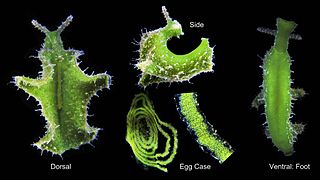 Elysia cf. expansa