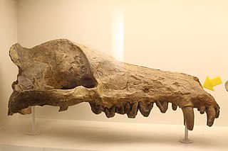 <i>Andrewsarchus</i> Extinct genus of carnivorous ungulate from Eocene epoch