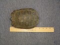 Endangered Virginia wood turtle from pond (to scale) on Kisak's Cinnamon Hill.jpg