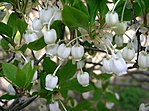 Miniatura para Enkianthus perulatus