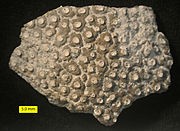 Trace Fossil