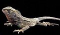 April 3: A male Enyalioides rubrigularis lizard.