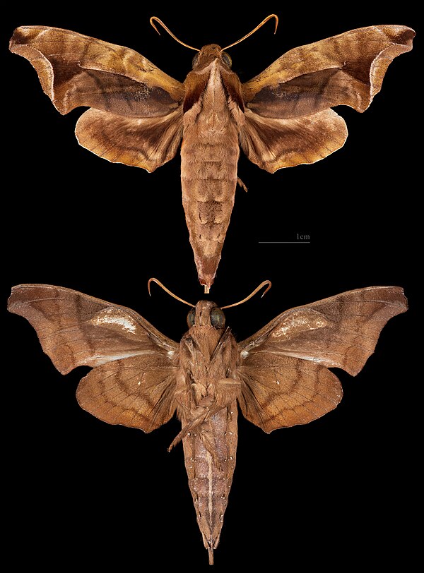 File:Enyo gorgon MHNT CUT 2010 0 527 - Guapi-mirim, Estado do Rio, Brazil - male.jpg