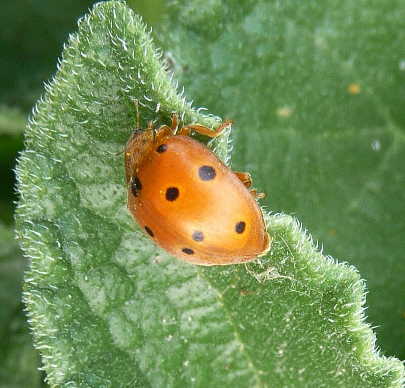 Coccinellidae - Wikipedia