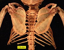 Scapulae, spine and ribs of Eptesicus fuscus (Big Brown Bat). Eptesicus fuscus scapulae ribs.jpg