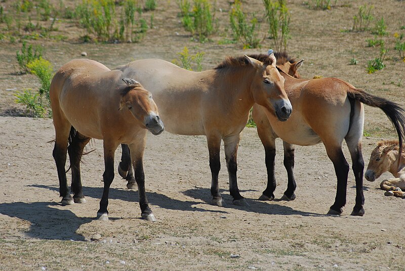 File:Equus caballus przewalskii.JPG