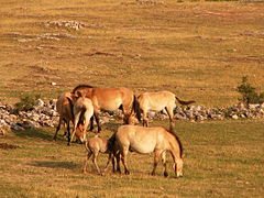 Przewalski's horses Equus przewalskii Le Villaret 02 2006-07-20.jpg